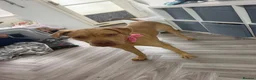 Mixed Breed dogs for sale: Mastiff - Advert 1