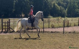 Belgian Warmblood horses for sale: Wow !! What a mare she is !!  - Image 4
