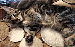 Scottish Fold cats for sale: 2 Playful Scottish Fold Cross Kittens – Ready Now - Image 8