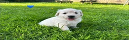 Golden Retriever dogs for sale: KC Registered Golden Retriever puppies in Pencader - Advert 15
