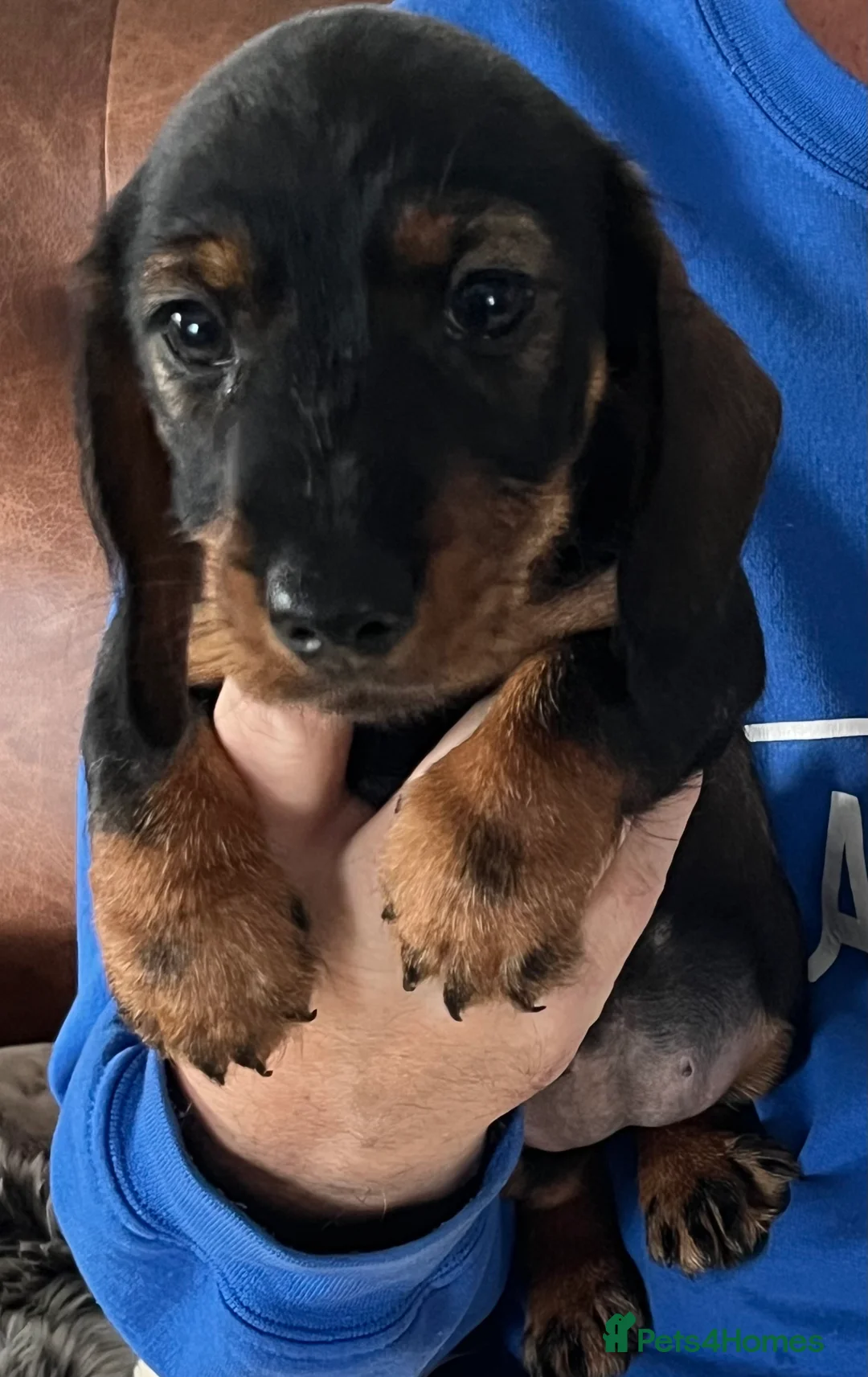 Miniature Dachshund dogs for sale: Miniature Wire/smooth (Dachshund)Pin wire in coat - Advert 4