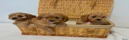 Cavapoo dogs for sale: Stunning F1 Toy Cavapoos, health tested parents  - Advert 9