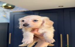 Miniature Dachshund dogs for sale: ℂ𝕝𝕖𝕒𝕣 ℂ𝕣𝕖𝕒𝕞 𝕄𝕚𝕟𝕚 𝔻𝕒𝕔𝕙𝕤𝕙𝕦𝕟𝕕𝕤 in Bootle - Image 5