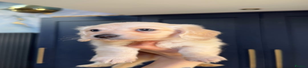 Theodore
