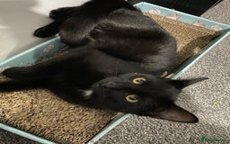 Domestic Shorthair cats for sale: Inseparable Duo need loving home - Image 7