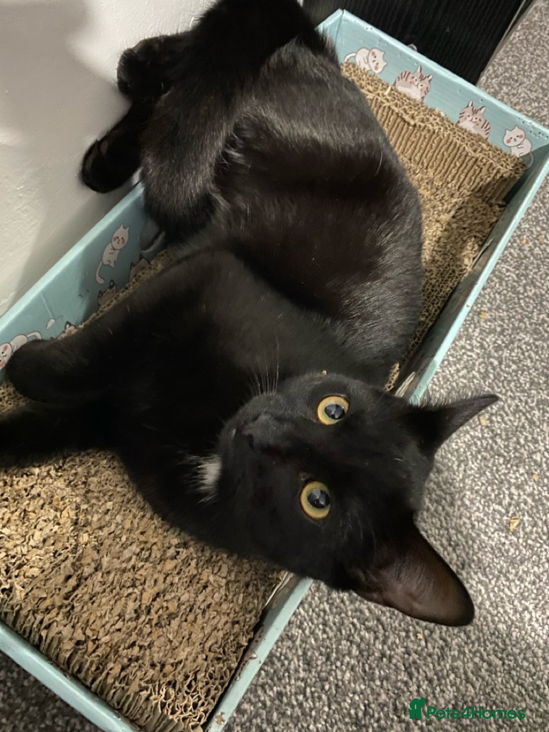 Domestic Shorthair cats for sale: Inseparable Duo need loving home - Image 7
