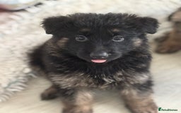 German Shepherd dogs for sale: Stunning long haired chunky German Shepard pups.  - Image 8
