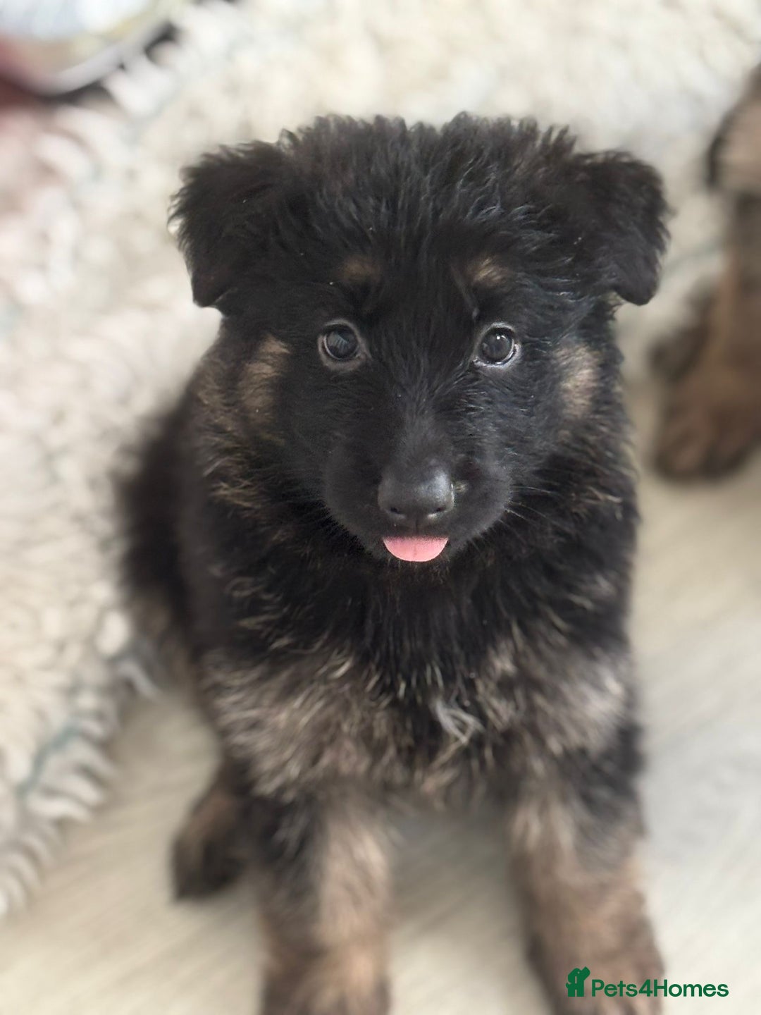 German Shepherd dogs for sale: Stunning long haired chunky German Shepard pups.  - Image 8