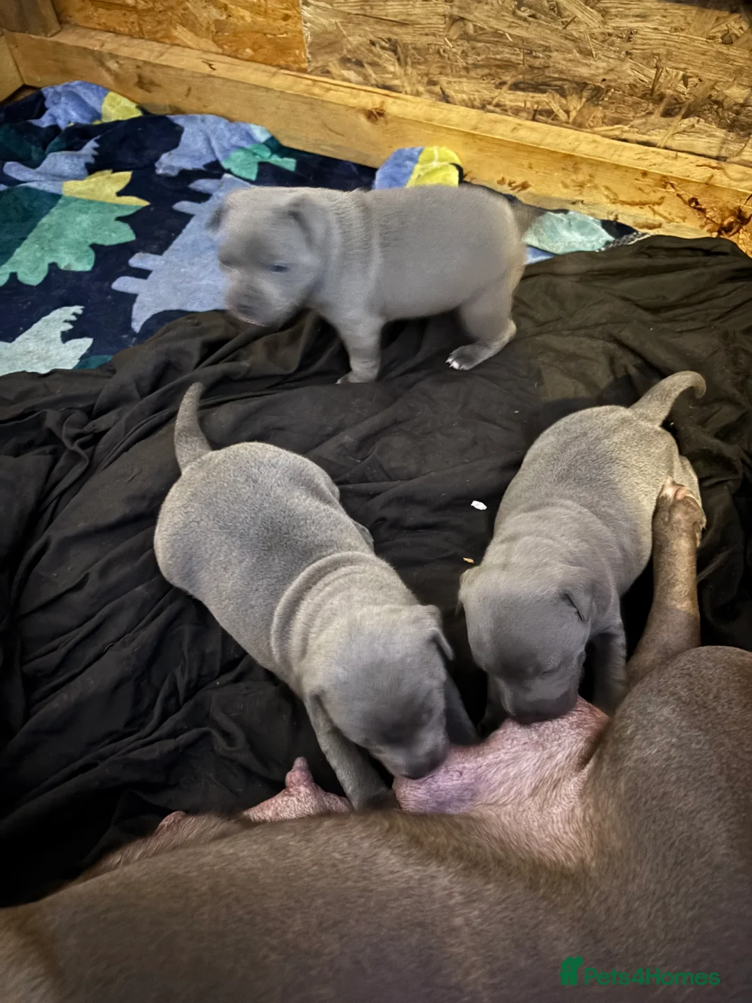 Staffordshire Bull Terrier dogs for sale: Staffy pups  - Advert 3