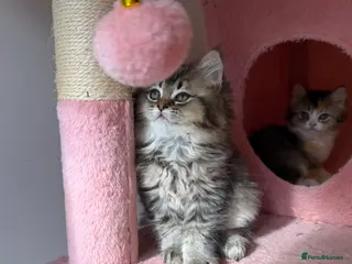 British Longhair cats Looking for a new home !!!! - Advert 14