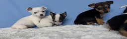 Jack Russell dogs for sale: Miniature Jack Russell puppies in Darwen - Advert 6