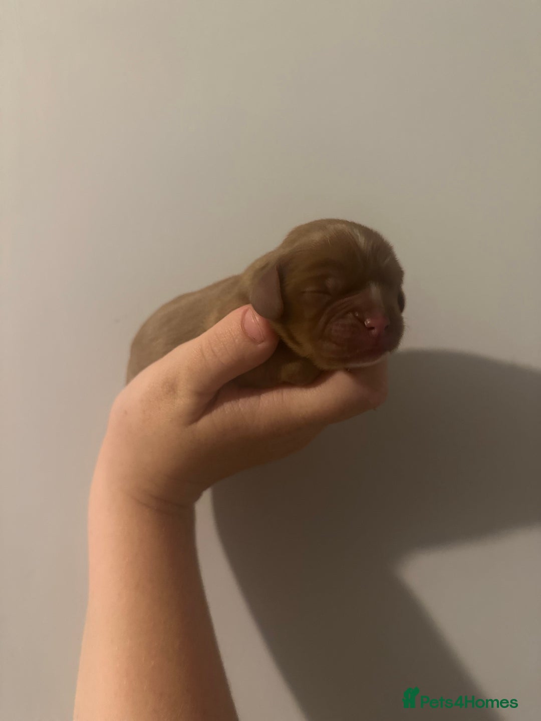 Cavalier King Charles Spaniel dogs for sale: cavalier king charles spaniels  - Image 13