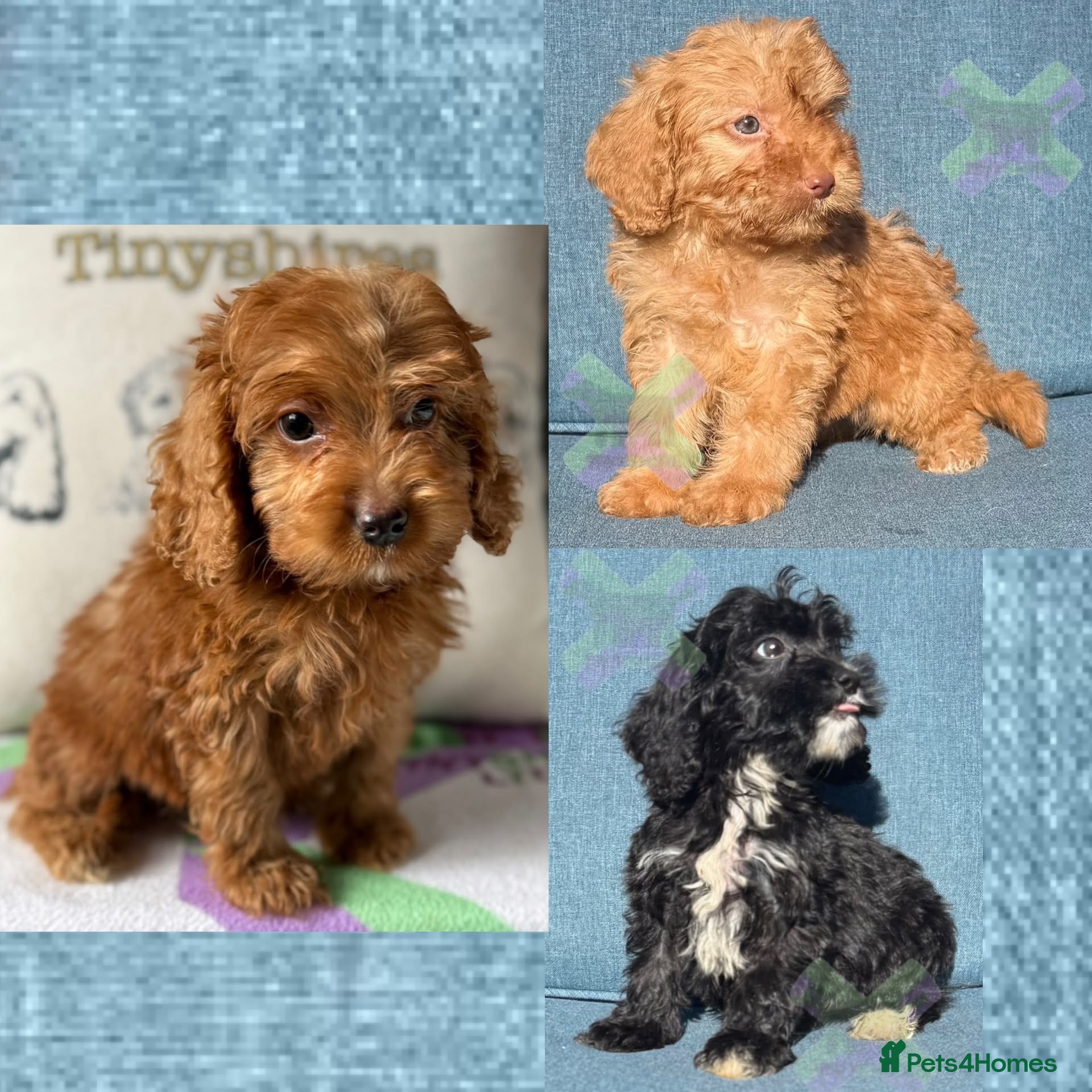 Cockapoo dogs F1 mini Cockapoo’s 30 dna health tested clear  - Advert 1