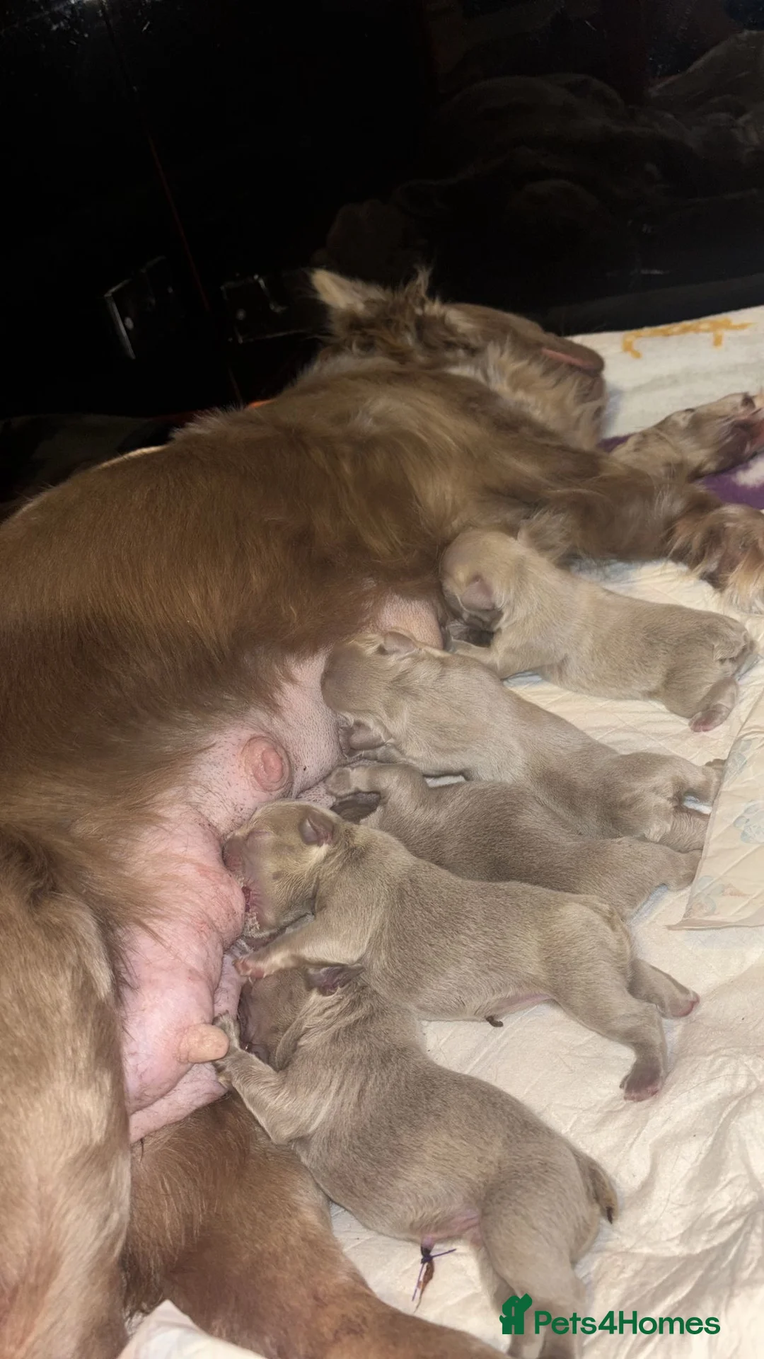 French Bulldog dogs for sale: French bulldog  - Advert 4