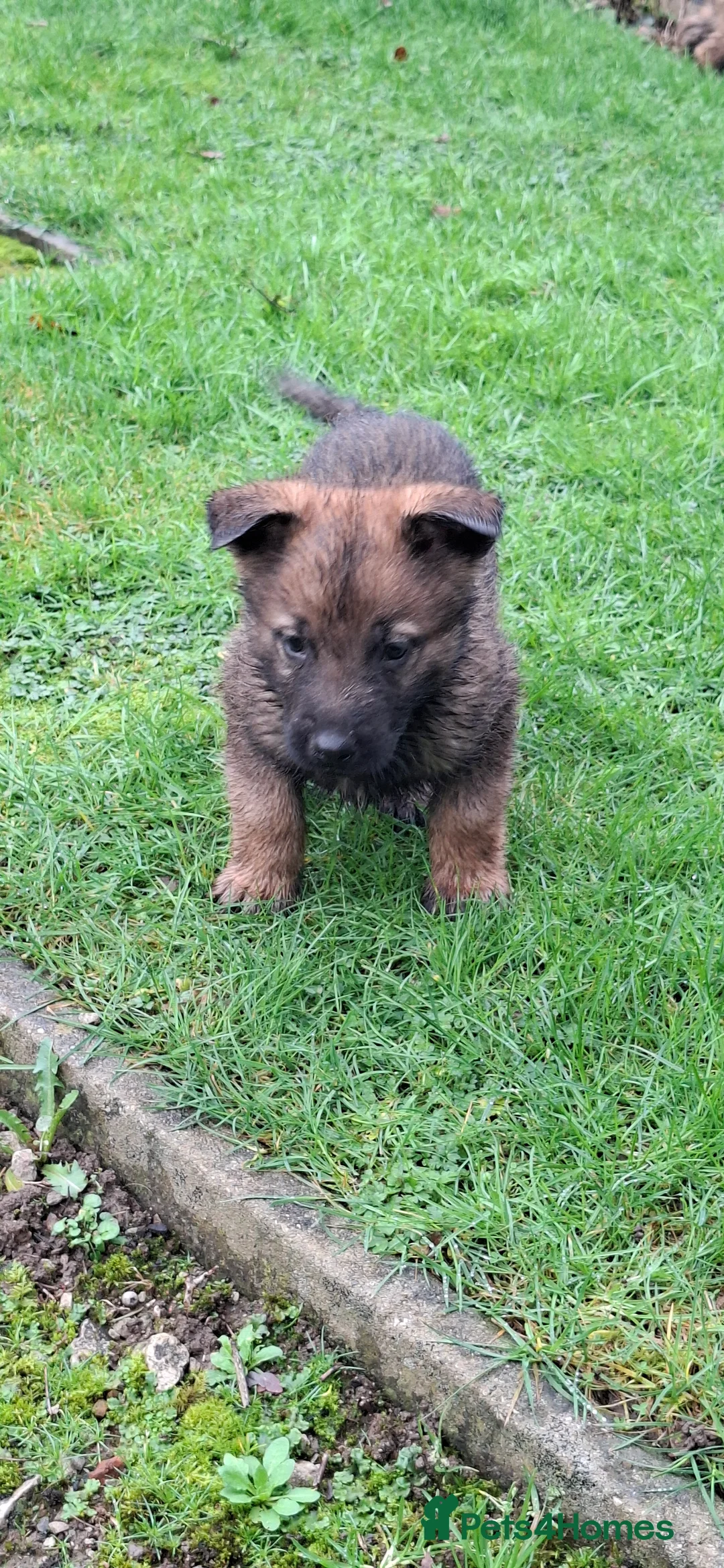 Mixed Breed dogs for sale: Beautiful Belguim Malinois puppies  - Advert 10
