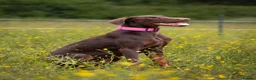 Dobermann dogs for sale: Lola - 10 month old Doberman puppy - Advert 2
