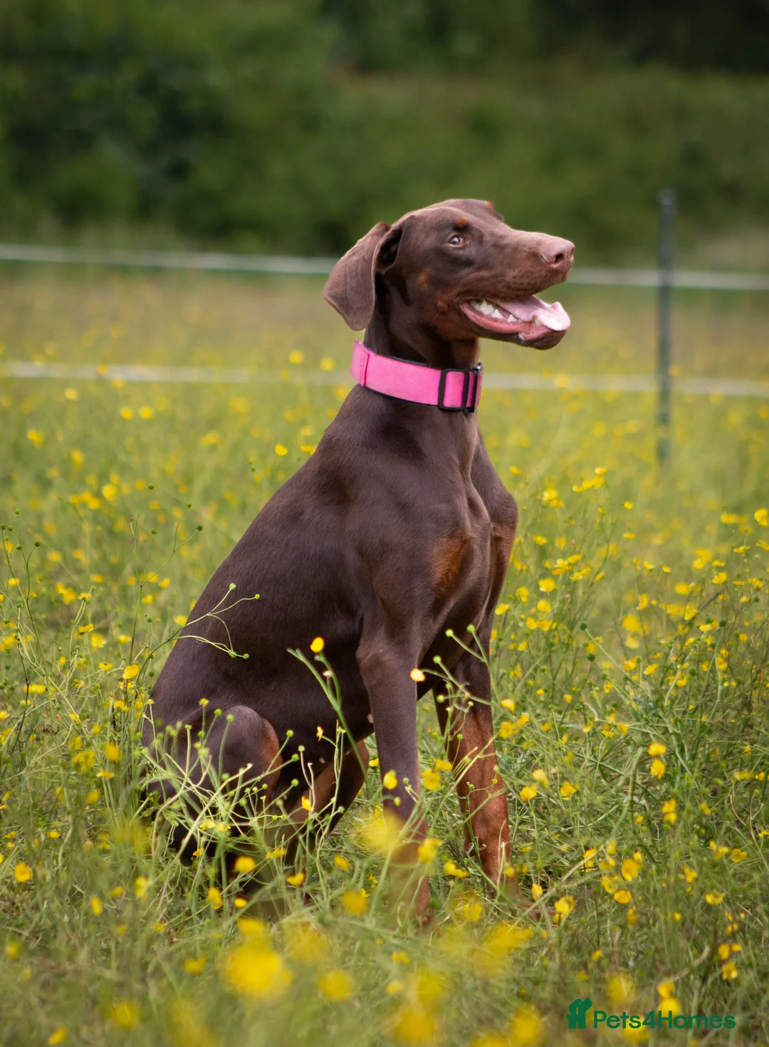 Dobermann dogs for sale: Lola - 10 month old Doberman puppy - Advert 2