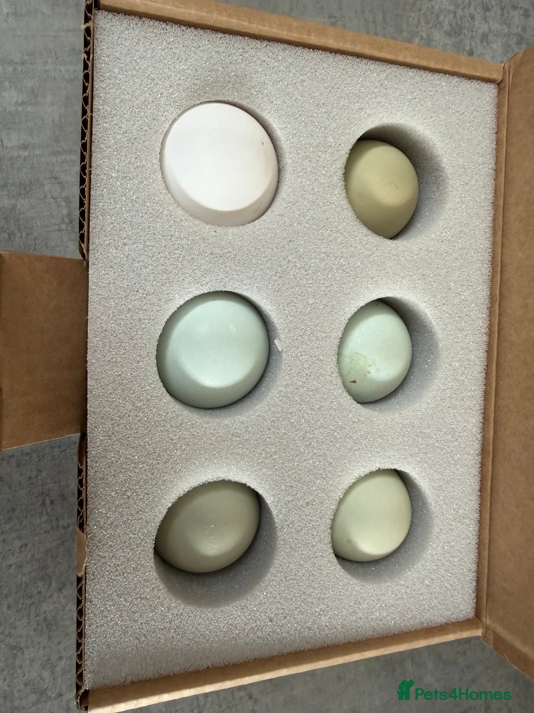 Chickens poultry for sale: Hatching eggs, day old chicks. Opal, silverudd - Advert 5