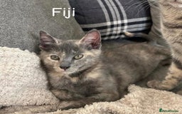 Mixed Breed cats for sale: Friendly cats looking for new forever homes  - Image 3