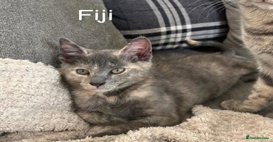 Mixed Breed cats - Advert 4