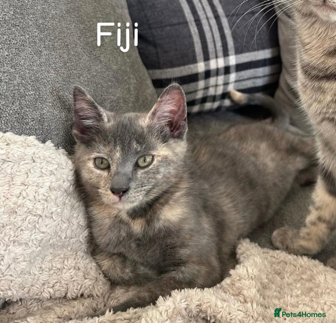 Mixed Breed cats for sale: Friendly cats looking for new forever homes  - Image 3
