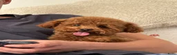 Toy Poodle dogs for sale: Two Adorable Toy Poodles – One Boy & One Girl  - Advert 13