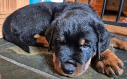 Rottweiler dogs for sale: Rottweiler Puppies in Great Yarmouth - Image 20