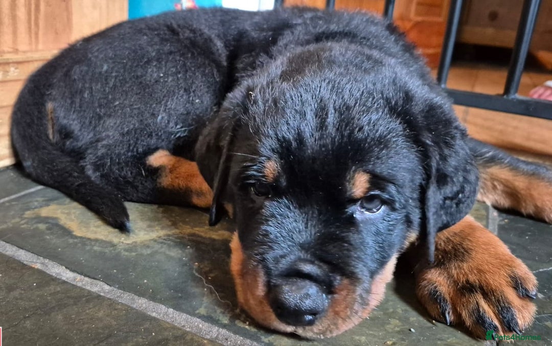 Rottweiler dogs for sale: Rottweiler Puppies in Great Yarmouth - Image 20
