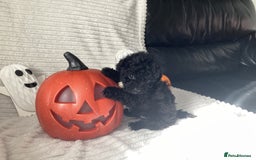 Jackapoo dogs for sale: 2 Toy poodle 3/4 Boys - Image 17