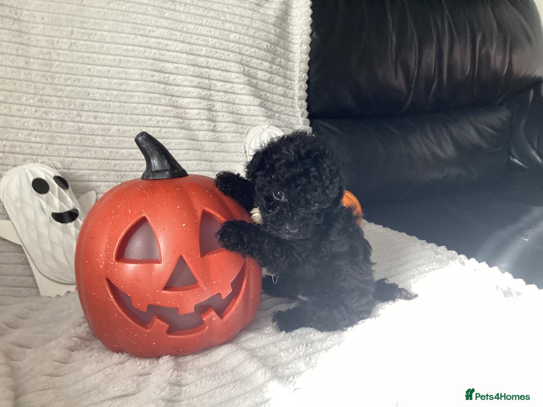 Jackapoo dogs for sale: 2 Toy poodle 3/4 Boys - Image 17