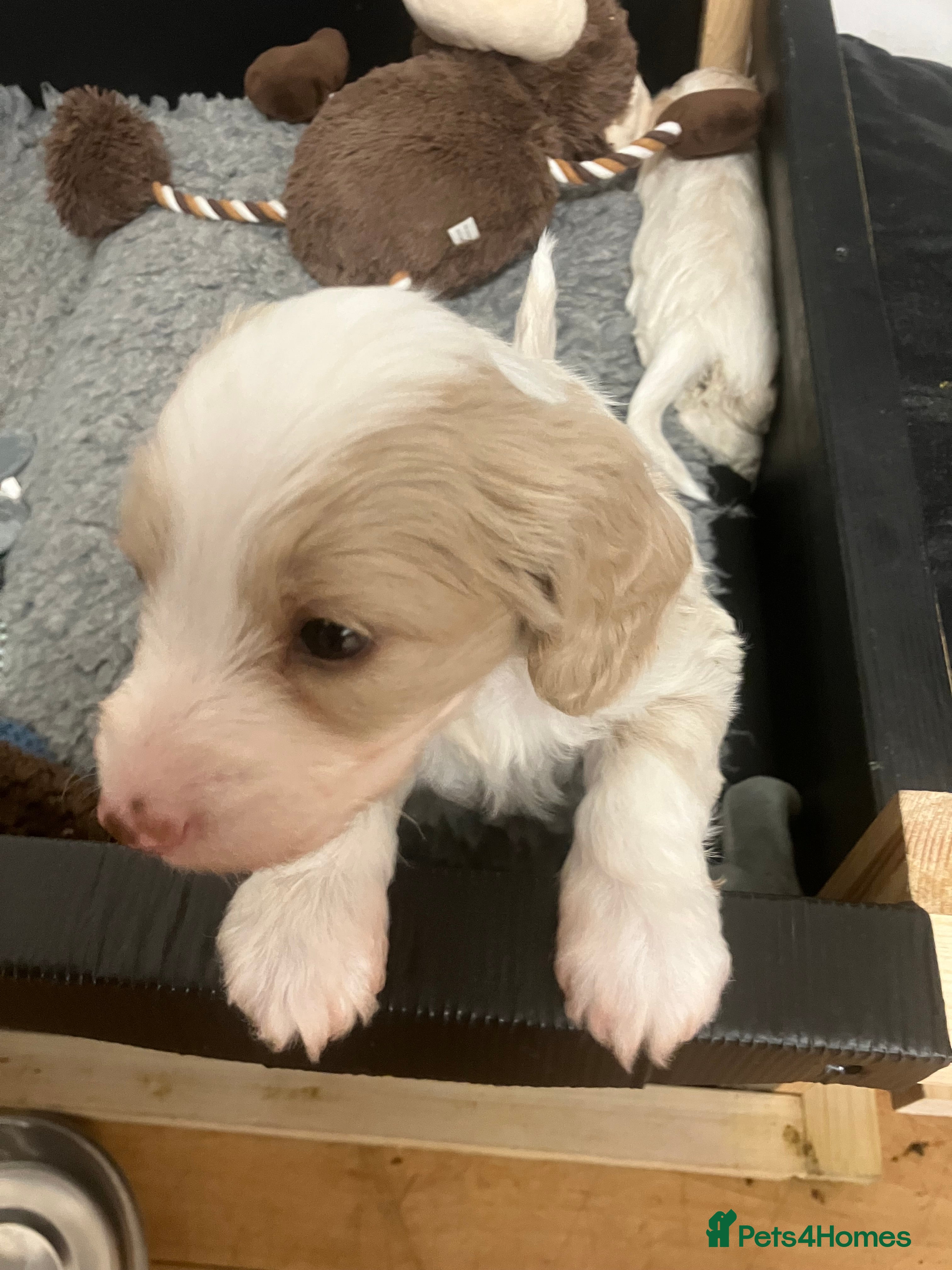 Mixed Breed dogs Cockapoo Merle f1b x Jackapoo f1b “cockajackpoo” - Advert 1