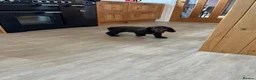 Cocker Spaniel dogs for sale: Health tested chocolate puppies - Advert 10
