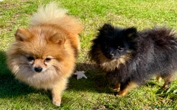 Pomeranian dogs for adoption: Brownie: The Tiny Soul Who Refused to Be Broken - Image 7