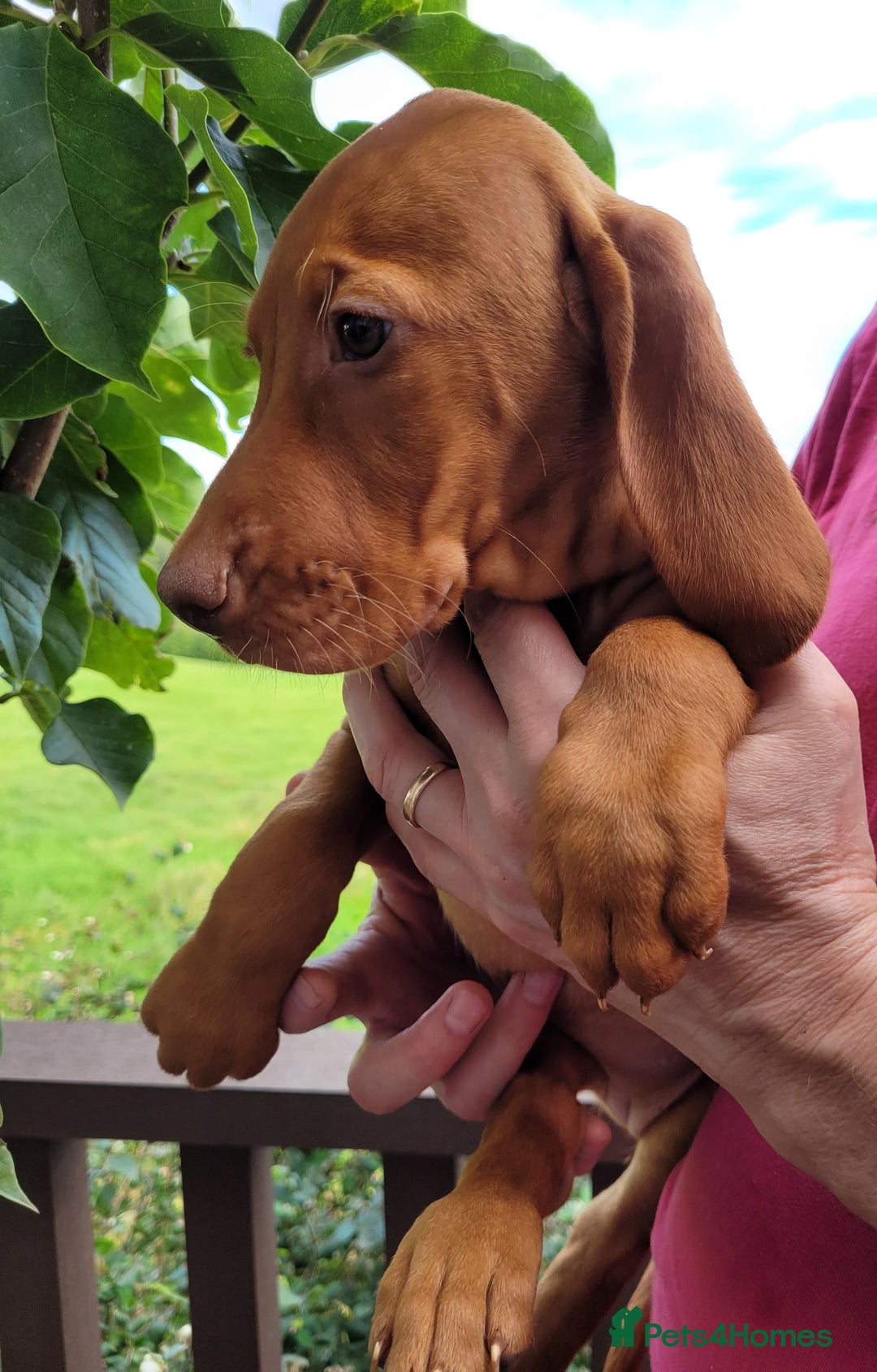 Hungarian Vizsla dogs for sale: Exceptional Vizsla Puppies - 5* Licenced Breeder  - Image 7