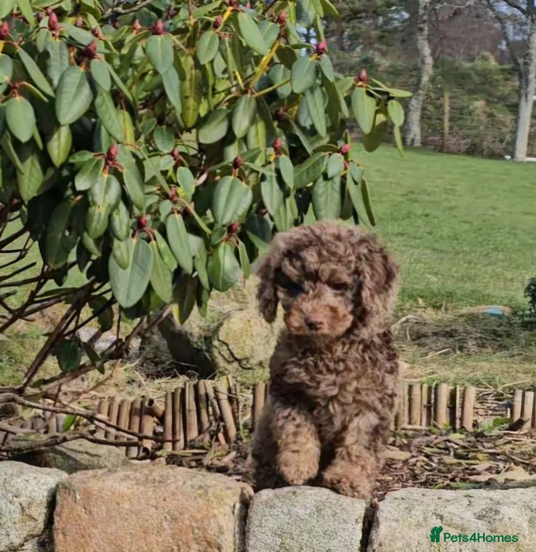 Cavapoo dogs for sale: 1 chocolate merle phantom boy available- Ready now - Advert 2