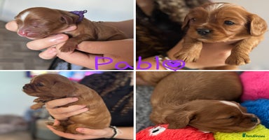 Cavalier King Charles Spaniel dogs - Advert 12