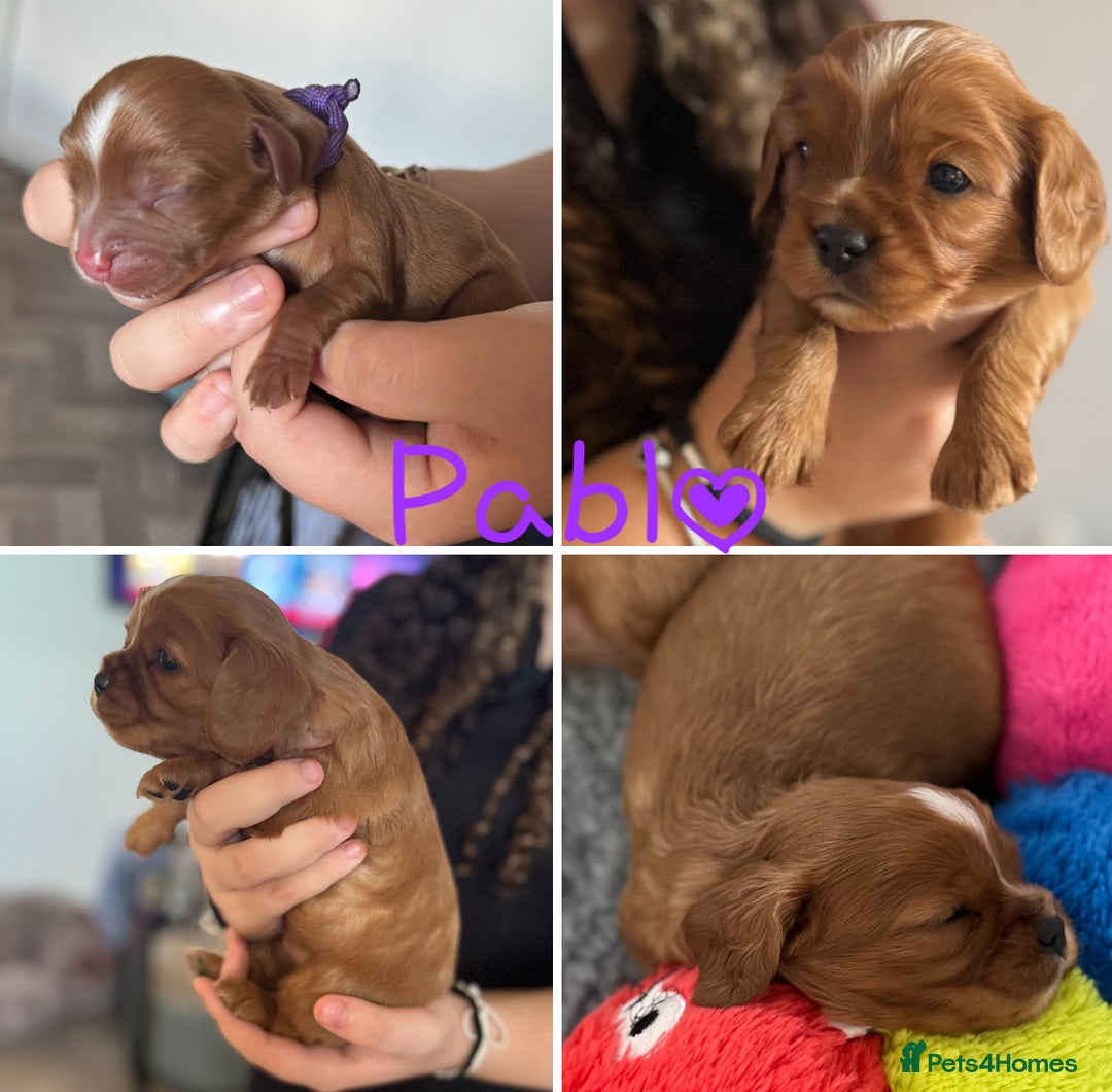 Cavalier King Charles Spaniel dogs for sale: Beautiful Ruby Cavalier King Charles Pups  - Image 3