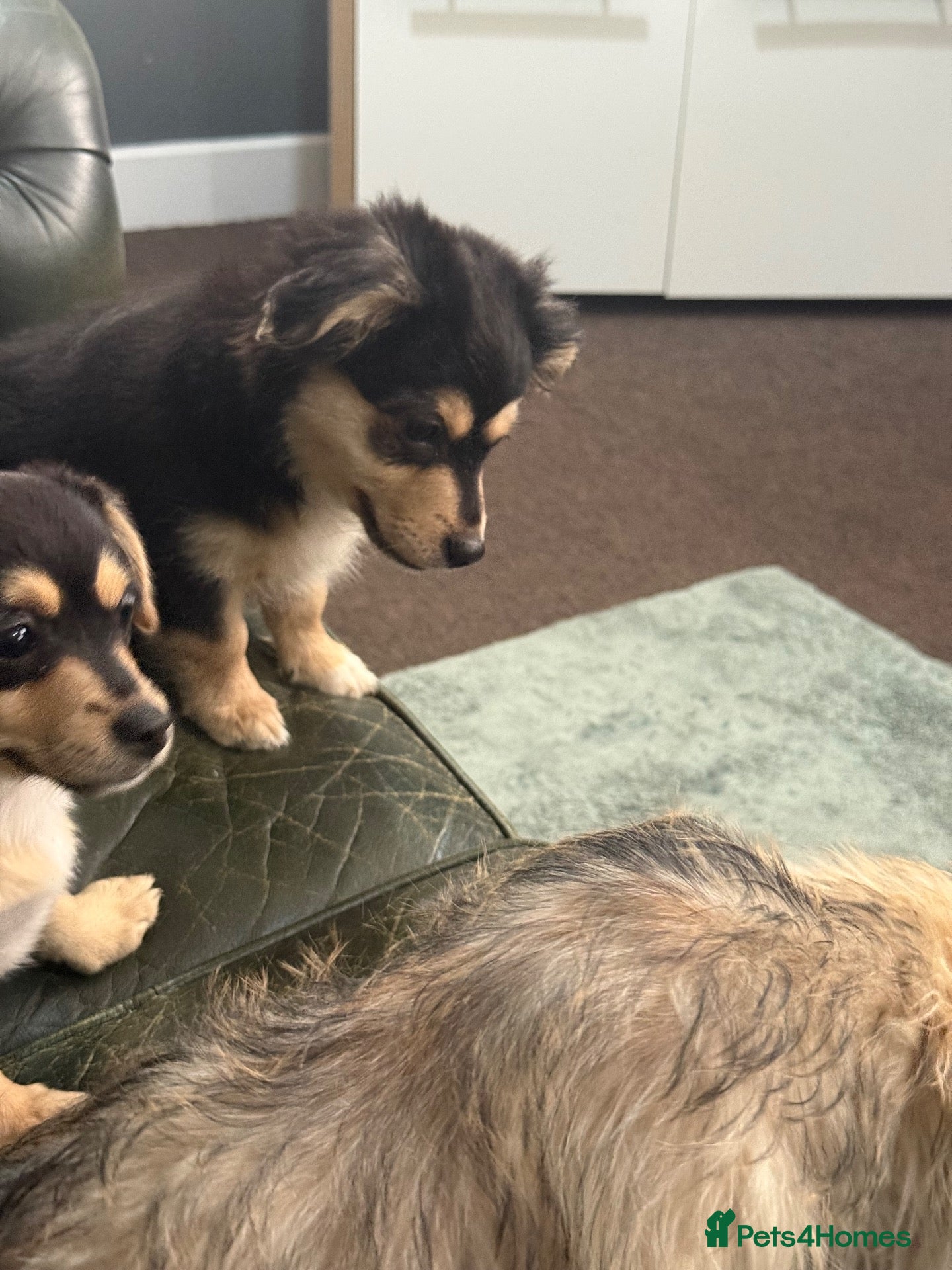 Mixed Breed dogs Ready to go! Maltese x JackChi puppies - Advert 21