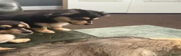 Mixed Breed dogs for sale: Maltese x JackChi puppies - ready to go - Advert 4