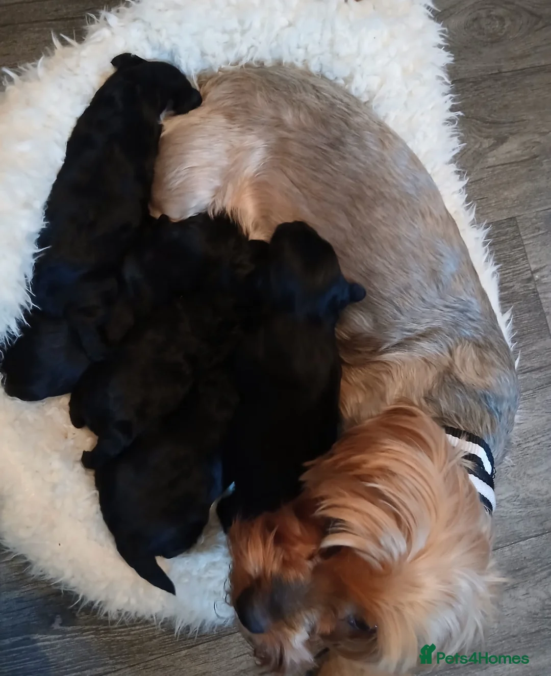 Yorkiepoo dogs for sale: Stunning Yorkipoo puppies in London - Advert 2