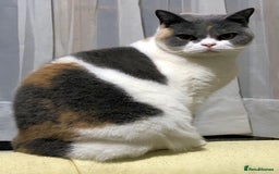 British Shorthair cats for sale: Blue Pedigree BSH Male Singleton - Image 6