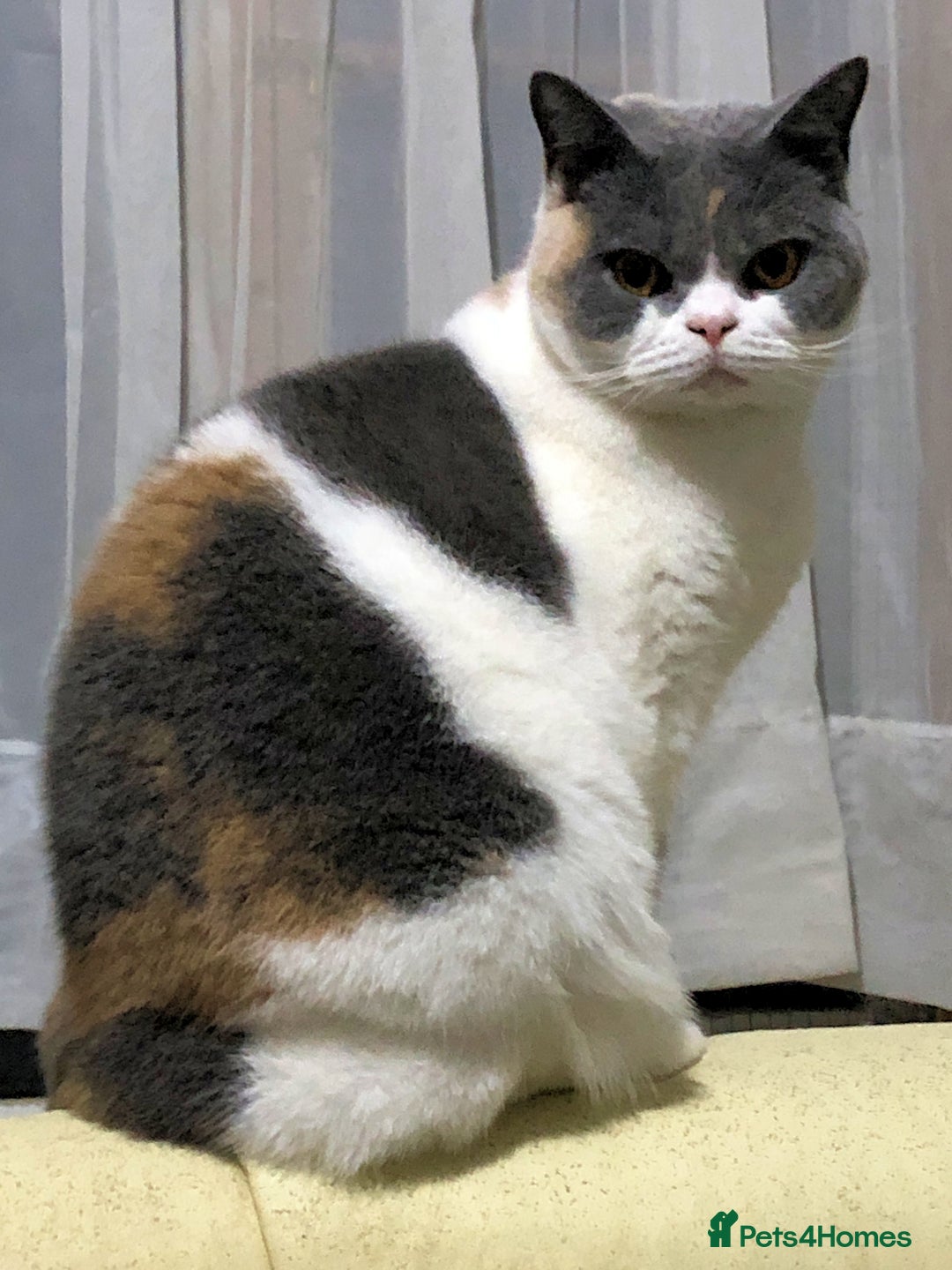British Shorthair cats for sale: Blue Pedigree BSH Male Singleton - Image 6
