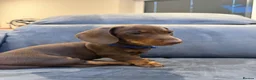 Miniature Dachshund dogs for sale: Ready now One Absolutely stunning boy left  - Advert 4