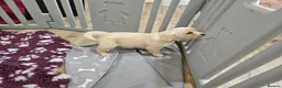 Golden Retriever dogs for sale: Beautiful KC Reg Golden Retriever Puppies - Advert 8