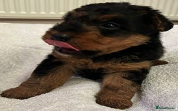 Welsh Terrier dogs for sale: Stunning Health Tested KC Reg Welshie Puppies - Advert 4