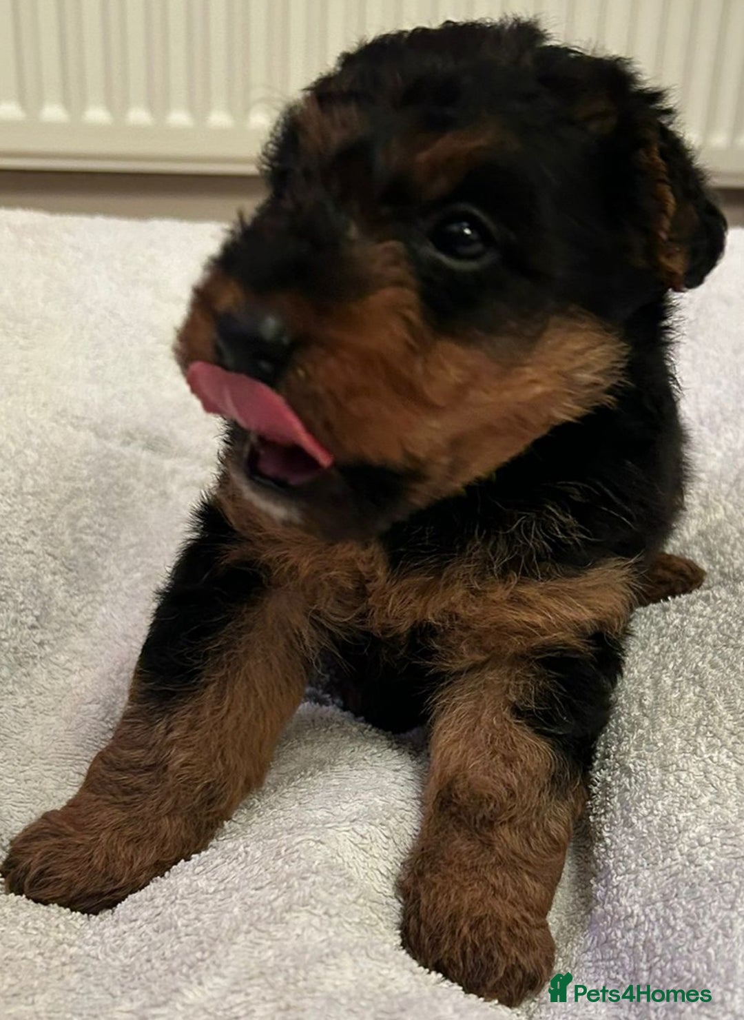 Welsh Terrier dogs for sale: Stunning Health Tested KC Reg Welshie Puppies - Advert 4