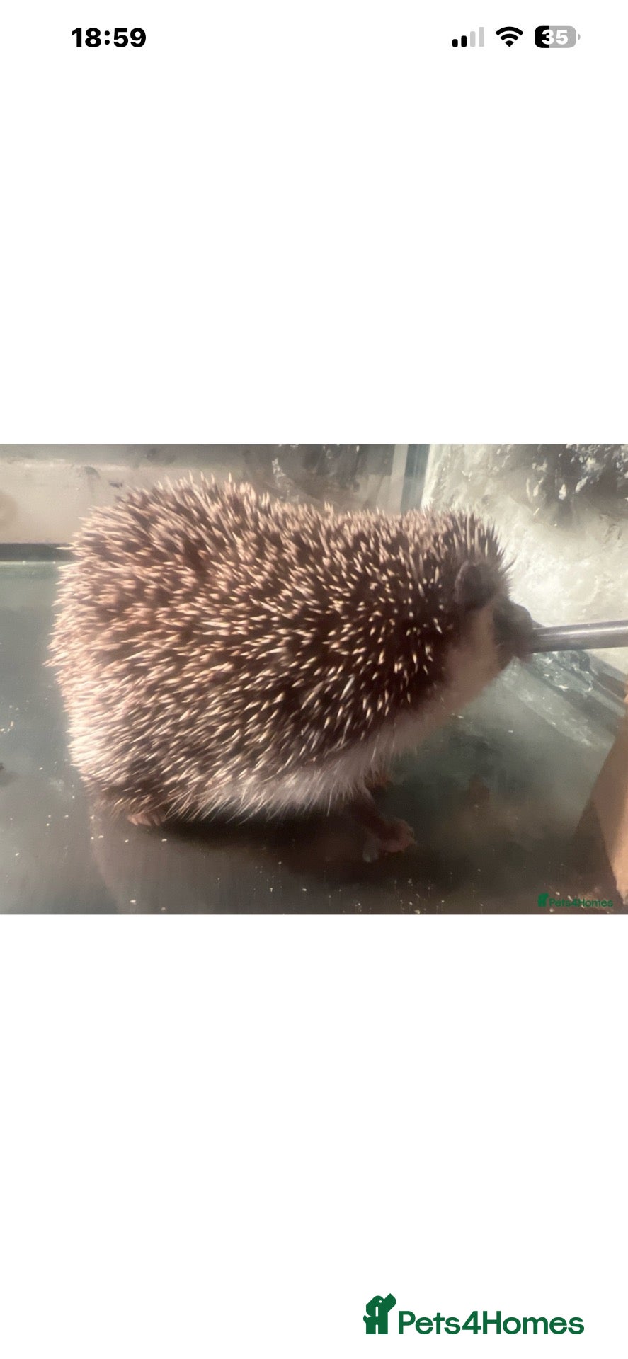 Pygmy Hedgehog rodents Male and female hedgehogs  - Advert 5