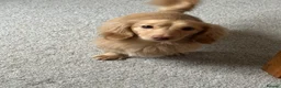 Miniature Dachshund dogs for sale: Two long haired mini dachshunds to go together in Macclesfield - Advert 14