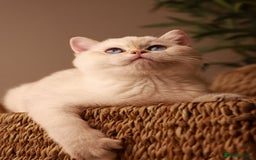 British Shorthair cats for sale: TICA British Shorthair Kittens Champion bloodline in Bedford - Image 8