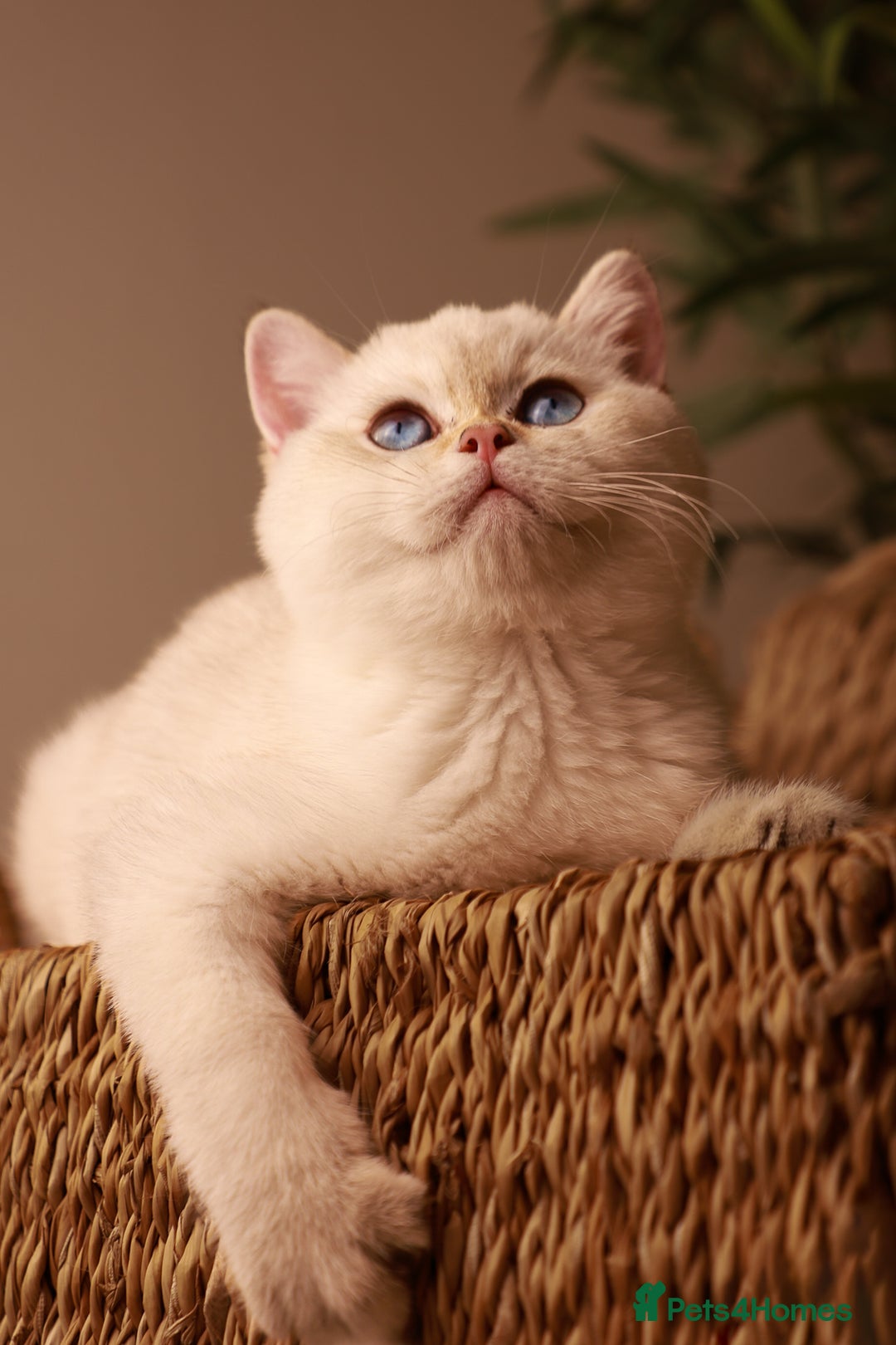 British Shorthair cats for sale: TICA British Shorthair Kittens Champion bloodline in Bedford - Image 8